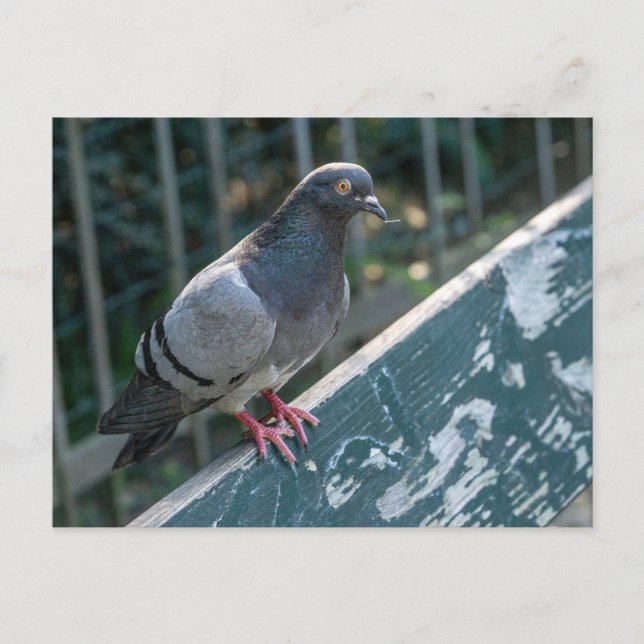 Cartão Postal Common Pigeon Perched on a Wooden Bench in the Par (Frente)