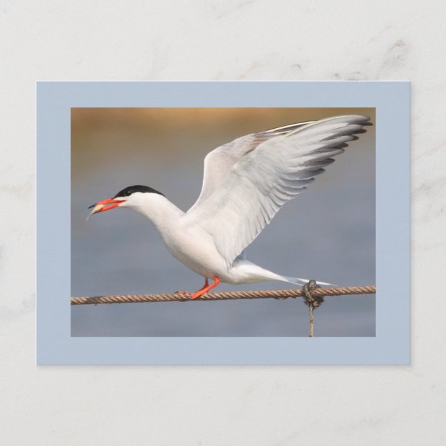 Cartão Postal Common Tern (Frente)