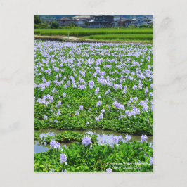 Cartão Postal Common Water Hyacinth:Postcard