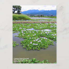 Cartão Postal Common Water Hyacinth:Postcard