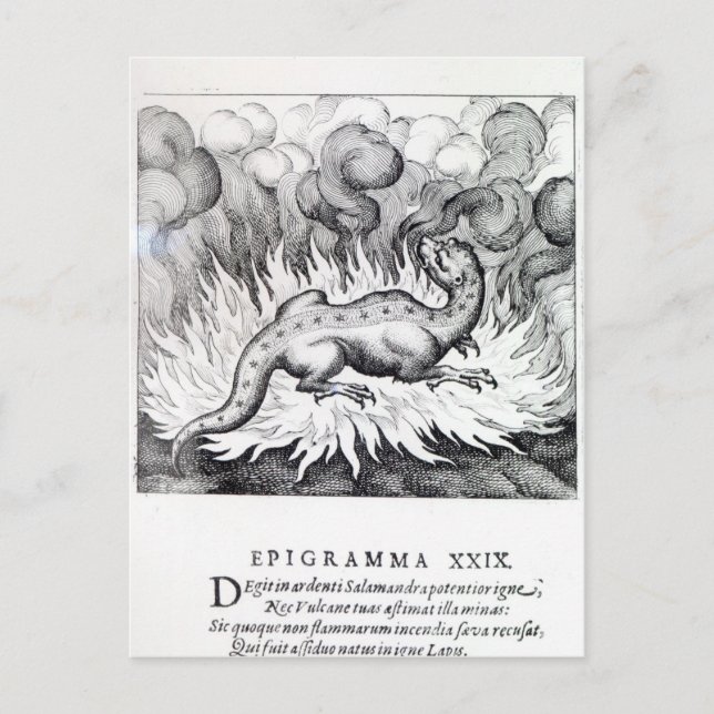 Cartão Postal Como a Salamandra vive no fogo (Frente)