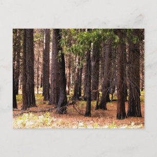 Cartão Postal Compaixão