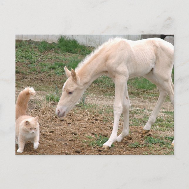 Cartão Postal Companheiros Cremello (Frente)