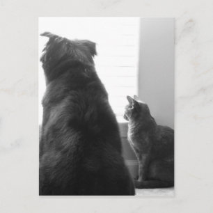 Cartão Postal Compartilhando um momento tranquilo