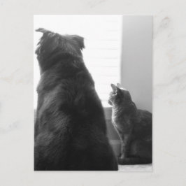 Cartão Postal Compartilhando um momento tranquilo