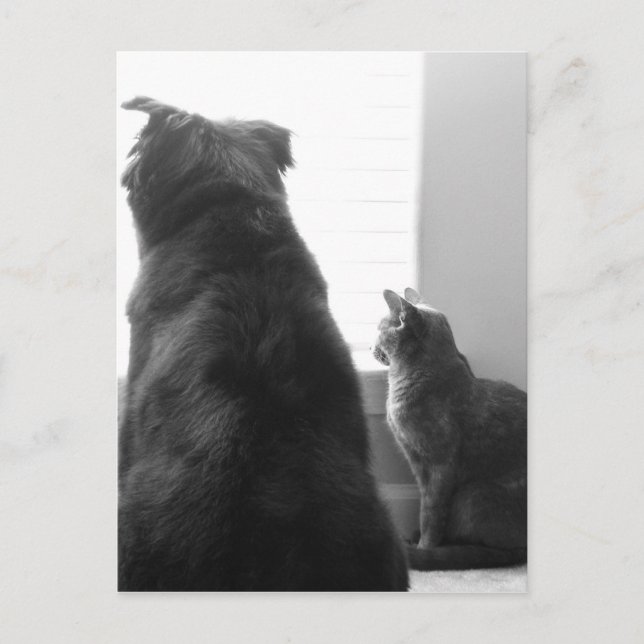 Cartão Postal Compartilhando um momento tranquilo (Frente)