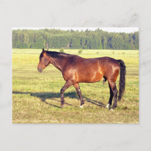 Cartão Postal Compartimento Dappled