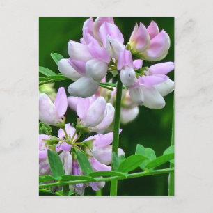 Cartão Postal Compartimentos de Flor Cor-de-Rosa e Branco