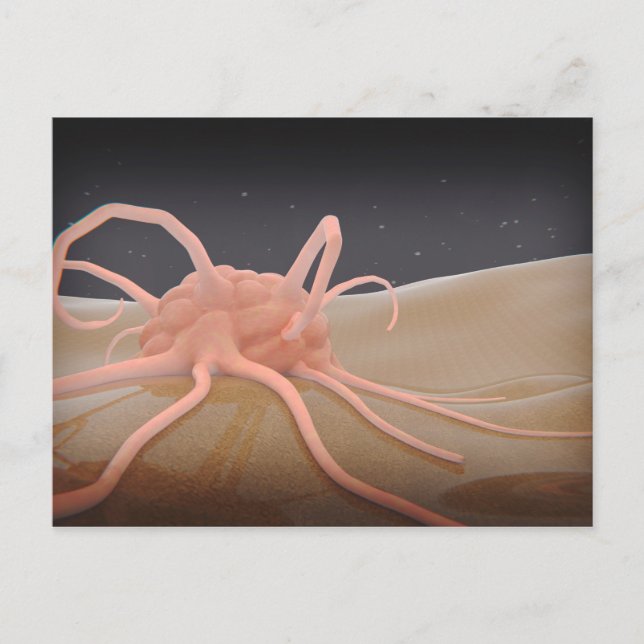 Cartão Postal Composição 3D De Fagocitose Macrofágica (Frente)