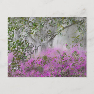 Cartão Postal Composição Digital de Azaléias e árvore de magnóli