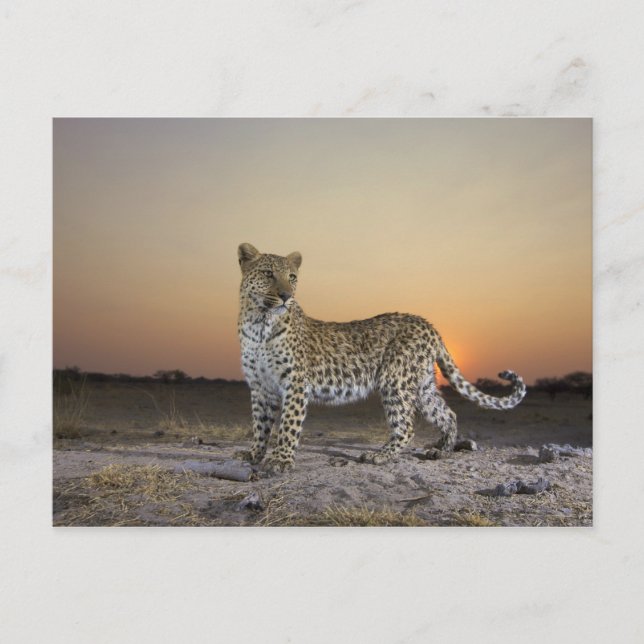 Cartão Postal Comprimento do cheio do leopardo (Panthera pardus) (Frente)