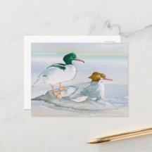 Cartão postal comum de Pássaro Merganser Goosander