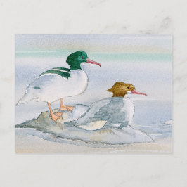 Cartão postal comum de Pássaro Merganser Goosander