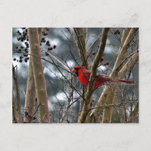 Cartão Postal Concentração Cardinal Masculina