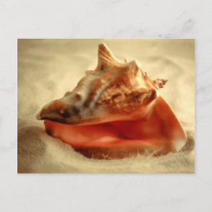 Cartão Postal Conch