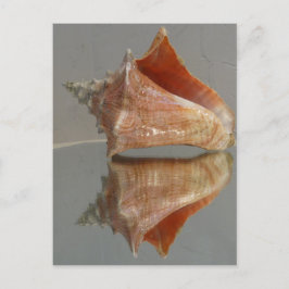 Cartão Postal Conch Shell E Sua Reflexão