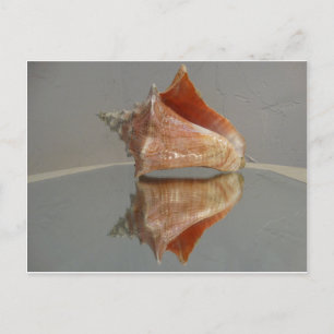 Cartão Postal Conch Shell E Sua Reflexão