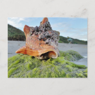 Cartão Postal Conch Shell na Praia
