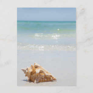 Cartão Postal Conch Shell Na Praia   Flórida, Ruas de Petersbur