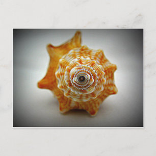 Cartão Postal Concha de Luta Juvenil