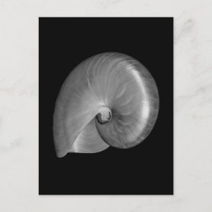 Cartão Postal Concha de Nautilus Preta e Branca
