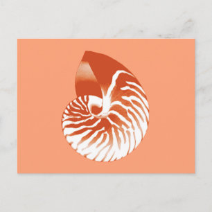 Cartão Postal Concha de Nautilus - terracota e branco