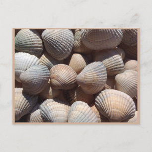 Cartão Postal Conchas