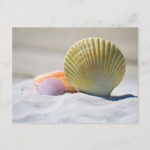 Cartão Postal Conchas Coloridas na Areia