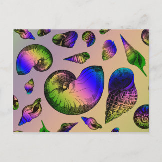 Cartão Postal Conchas de moluscos