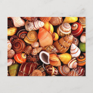 Cartão Postal Conchas marítimas