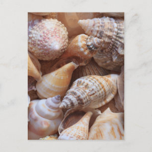 Cartão Postal Conchas marítimas