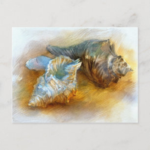 Cartão Postal Conchas na praia