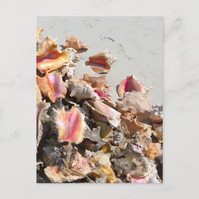 Cartão Postal Conchas na Praia | Foto de Turks e Caicos (Frente)