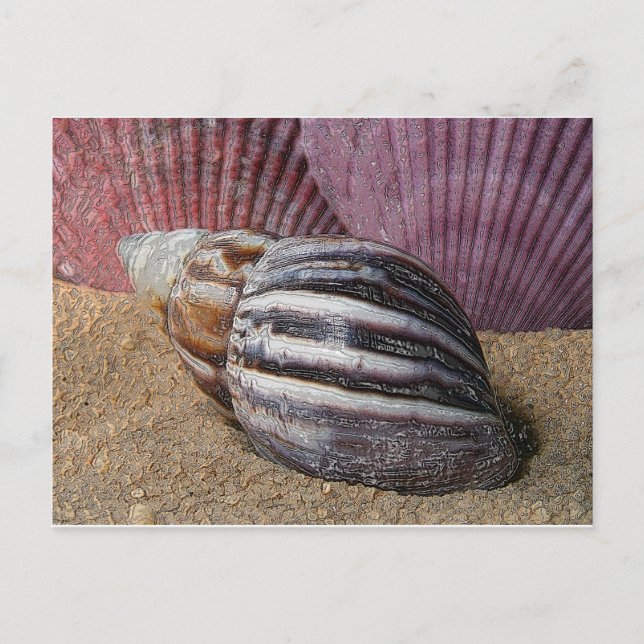 Cartão Postal Conchas no Cartão-postal de areia (Frente)