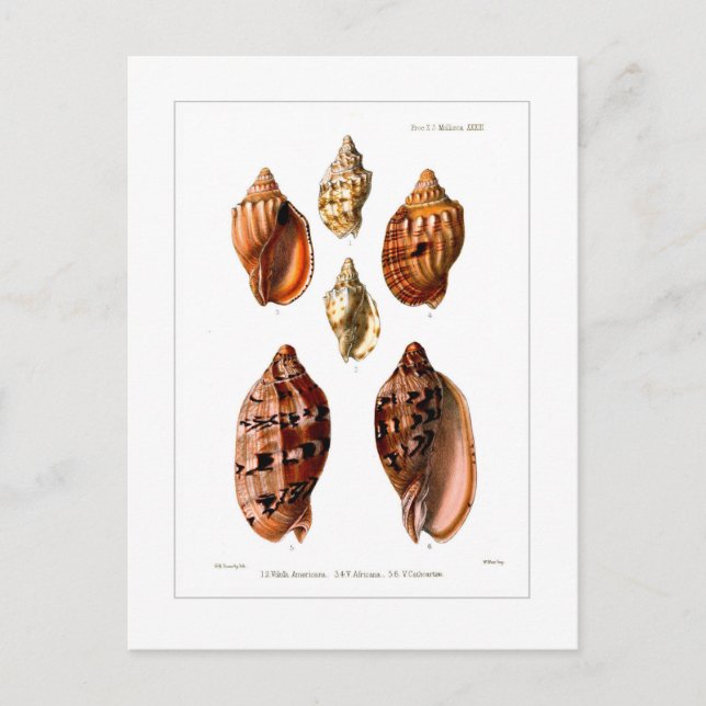 Cartão Postal Conchas Voluta (Frente)