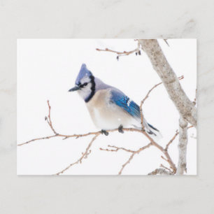 Cartão Postal Condado de Wichita, Texas. Blue Jay
