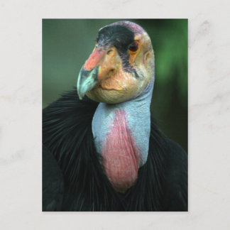 Cartão postal Condor da Califórnia