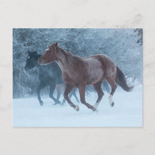 Cartão Postal Condução de Cavalos (Frente)