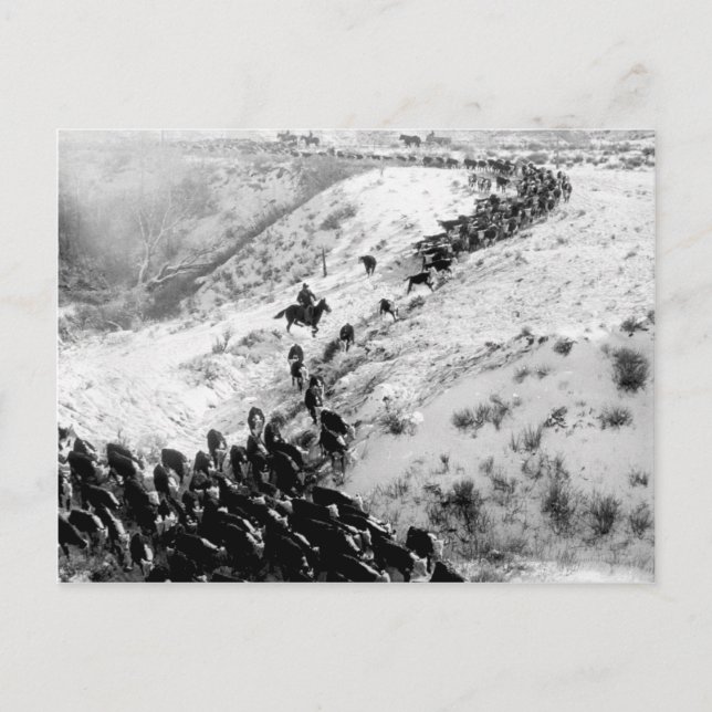 Cartão Postal Conduzindo gado no inverno. (Frente)