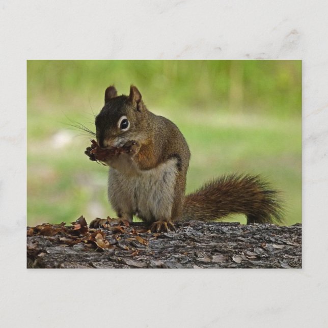 Cartão Postal Cone comendo esquilo (Frente)