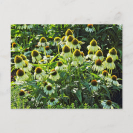 Cartão Postal Cone Flowers, Bute Park, Cardiff, Gales