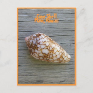Cartão Postal Cone Shell