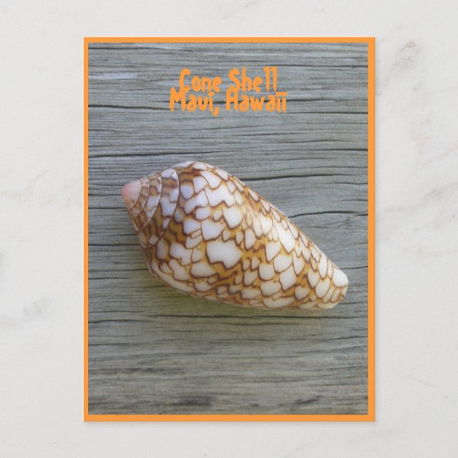 Cartão Postal Cone Shell (Frente)