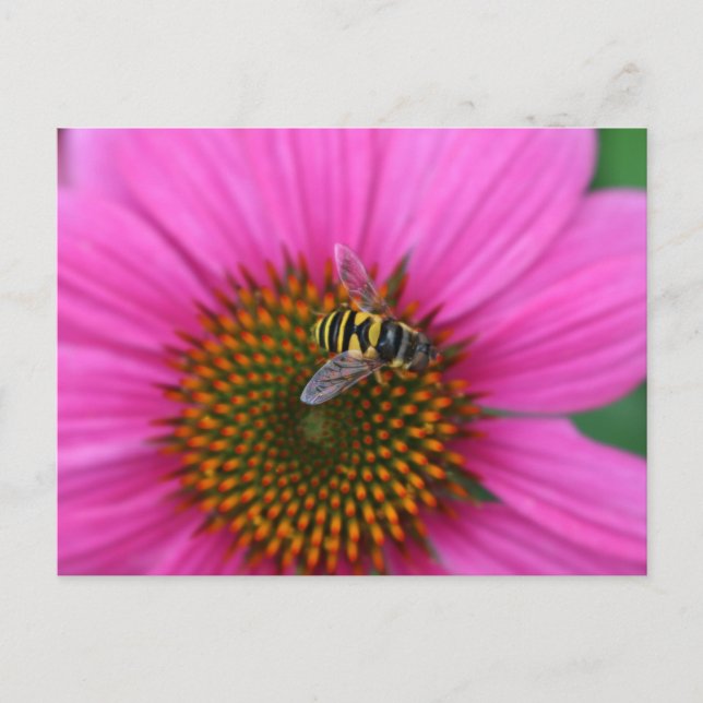 Cartão Postal Coneflower (Frente)