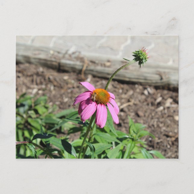 Cartão Postal Coneflower (Frente)