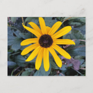 Cartão Postal Coneflower 1 - brainfarte educado