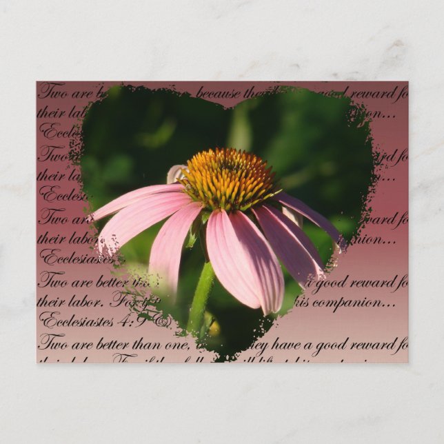 Cartão Postal Coneflower com verso de amizade (Frente)