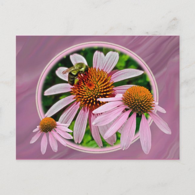 Cartão Postal Coneflower e Bee (Frente)