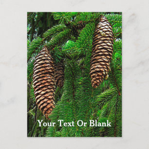 Cartão Postal Cones E Agulhas