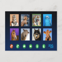 Conferência de Vídeo Animal